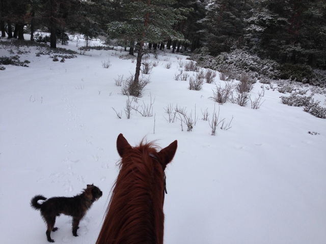 Caballo y perro en la nieve